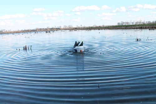 hw2459 in water hw2459 in water